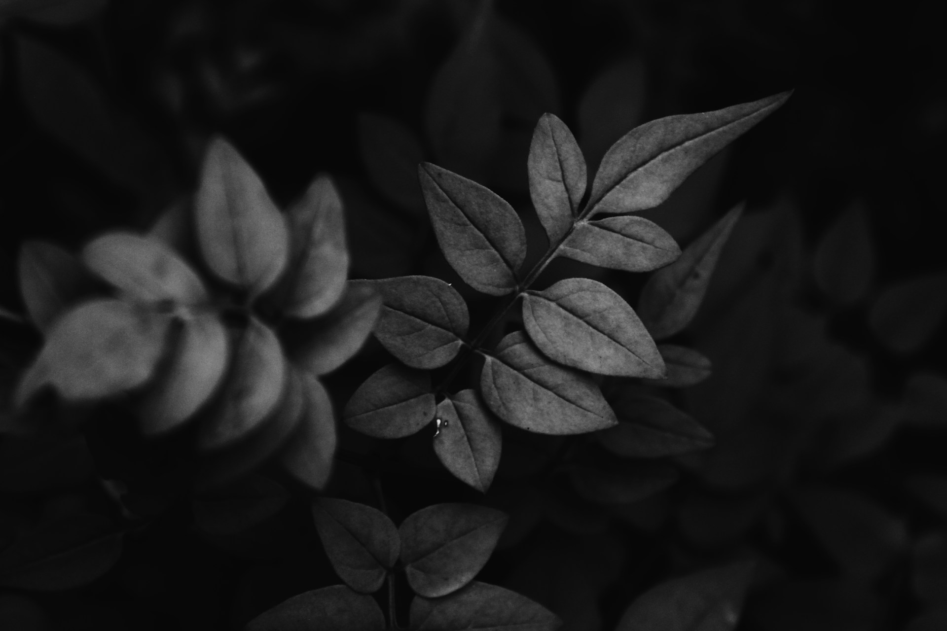 Ambiance de guidance par téléphone